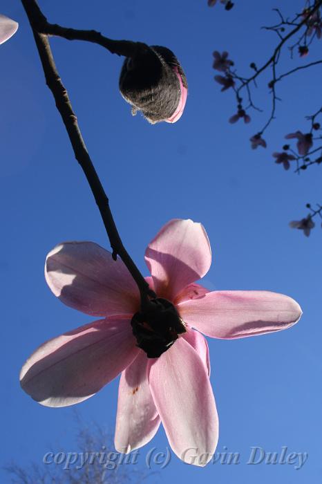 Magnolia, Pirianda Gardens IMG_6977.JPG